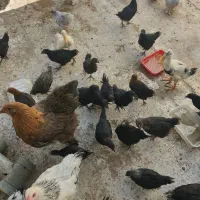 جوجه و مرغ و خروس