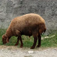 گوسفند زنده