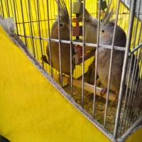 یک جفت عروس