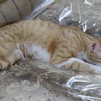 واگذاری دو عدد گربه رایگان