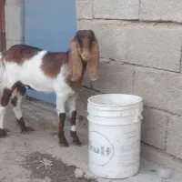 بز نر وماده|حیوانات مزرعه|بندر ماهشهر, |دیوار