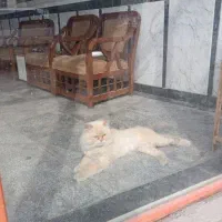 گربه پرشین رایگان