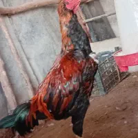 خرس لاری اصیل