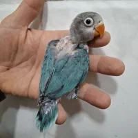 طوطی عروس وبرزیلی سرلاکی وبالغ