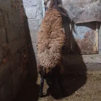 گوسفندماده جوان گوشتی|حیوانات مزرعه|تبریز, |دیوار