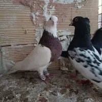 کبوتر رنگه ساده طوقی کله|پرنده|مشهد, عیدگاه|دیوار