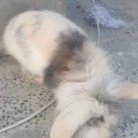 فروش خرگوش بسیار زیبا و بازیگوش|موش و خرگوش|بندر گز, |دیوار