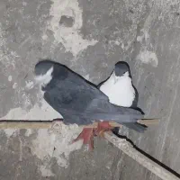 جفت نروماده