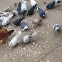 کوبتر لونه فروشی