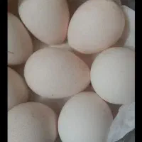 تخم بوقلمون