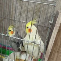 عروس هلندی مولد