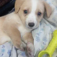 میکس پامر شیتزو