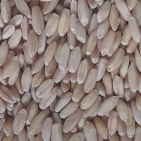 فروش گندم دیم درجه یک