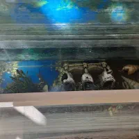 آکواریوم با کلیه وسایل