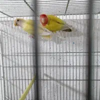 کوتوله برزیلی