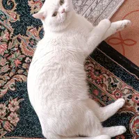 واگذاری گربه پرشین اسکاتیش نژاد دار|گربه|بم, |دیوار