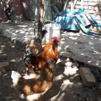 خروس جوان|حیوانات مزرعه|مشهد, استاد یوسفی (شهرک غرب)|دیوار