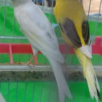 قناری کشیده زیبا خوشرنگ