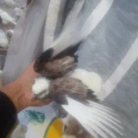 جوجه کبوتر|پرنده|آستانه اشرفیه, |دیوار