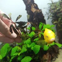 گیاه بوسفراندا