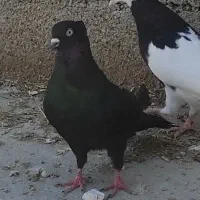 کبوتر سیاه بوشهری گرفتی