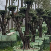 فروش درخت زیتون هخامنشی|گل و گیاه طبیعی|ایزدشهر, |دیوار