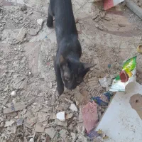 واگذاری گربه