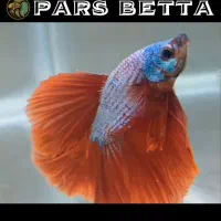 فایتر هافمون تایلندی|ماهی|فردیس, شهرک راه آهن|دیوار