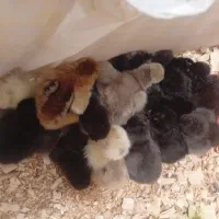 جوجه مرغ سلطان