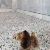 جوجه مرغ زینتی
