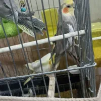 عروس هلندی مولد