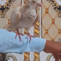 کفتر|پرنده|گزیک, |دیوار