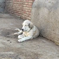 پژدر فریمان