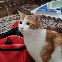 گربه گمشده|حیوانات|یزد, |دیوار