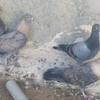 جوجه پلاکی|پرنده|خورموج, |دیوار