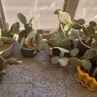 گل کاکتوس|گل و گیاه طبیعی|مشهد, انقلاب|دیوار