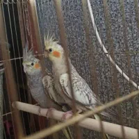 عروس هلندی|پرنده|شیراز, احمدآباد|دیوار