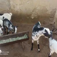 فروش کهر|حیوانات مزرعه|درگهان, |دیوار