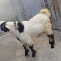 تیشتر|حیوانات مزرعه|مسجد سلیمان, |دیوار