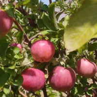 سیب ارگانیک منطقه اهر