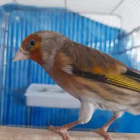 سهره قناری 8ماهه