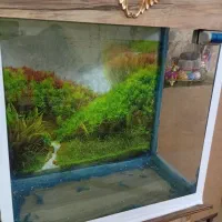 آکواریوم|ماهی|تهران, هفده شهریور|دیوار