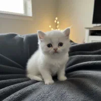 گربه پرشین بریتیش