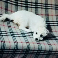 سگ شیتزو سفید|سگ|گنبد کاووس, |دیوار