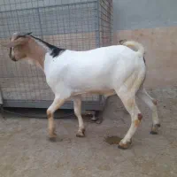 نر سومال ۱۰ ماهه|حیوانات مزرعه|تخت, |دیوار