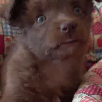 سگ آپارتمانی|سگ|نیشابور, کشتارگاه|دیوار