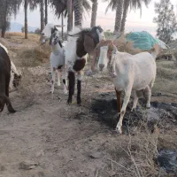 2عدد نری 3عدد بز|حیوانات مزرعه|میناب, |دیوار