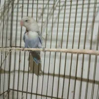 طوطی برزیلی|پرنده|تهران, هفده شهریور|دیوار