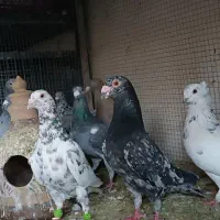 کبوترسرورودورگ