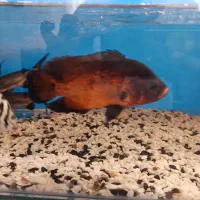 ماهی گوشتخوار آکواریوم